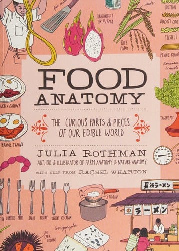 Food anatomy