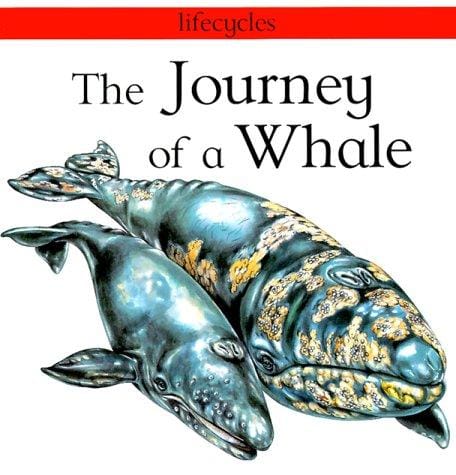 The journey of a whale
