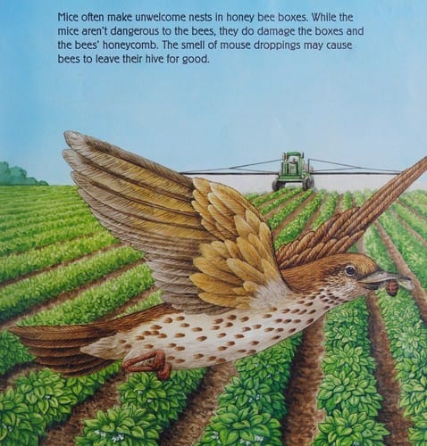 What if there were no bees?