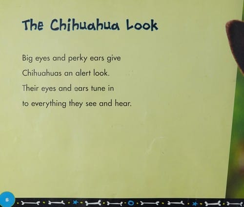 All about chihuahuas