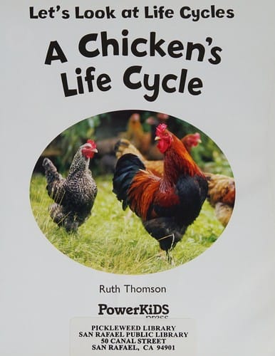 A chicken's life cycle