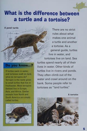 Turtles