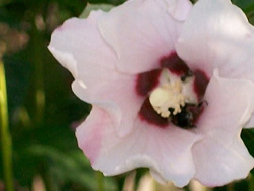 International perspectives in environmental education