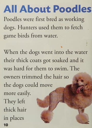 Poodle