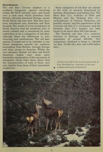 The Scottish red deer