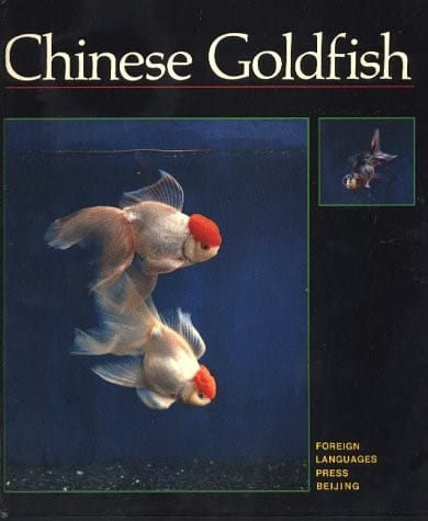 Chinese goldfish