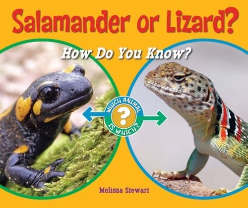Salamander or lizard?