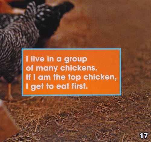 Chickens