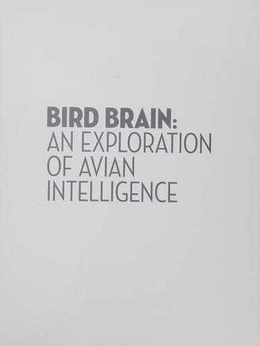 Bird brain