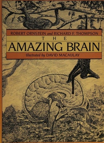 The amazing brain