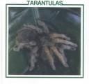 Tarántulas