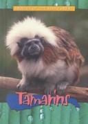 Tamarins (Animals of the Rain Forest)