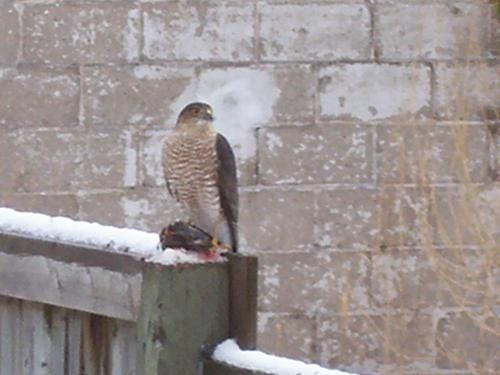 Ontario's Crown land, general information