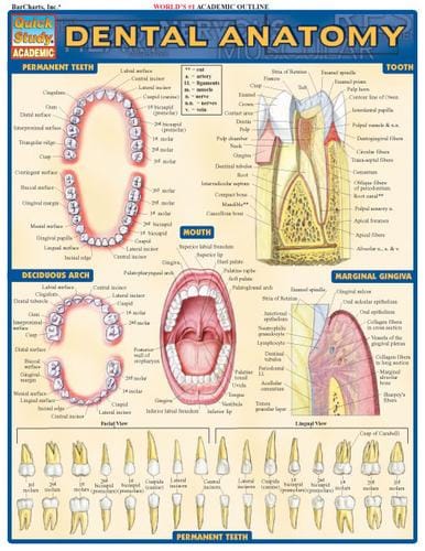 QuickStudy - Dental Anatomy