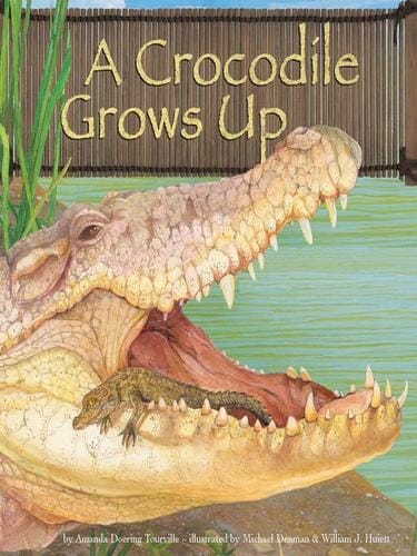 A Crocodile Grows Up