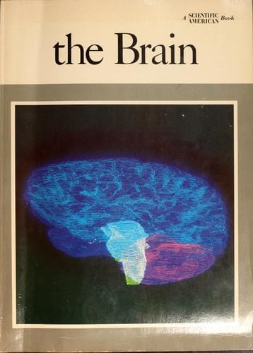 The brain