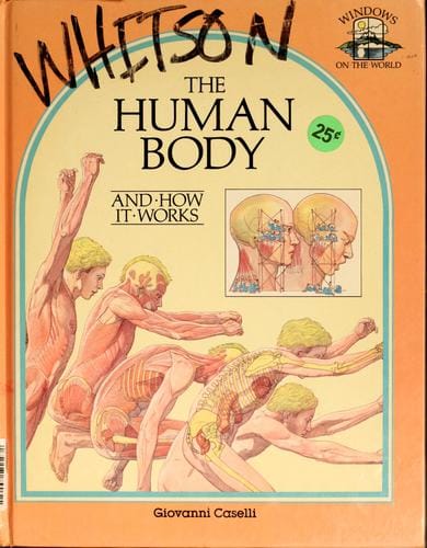 The human body