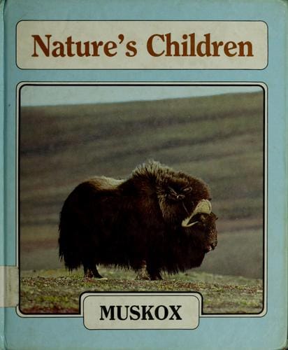 Muskox