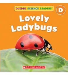 Lovely Ladybug