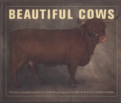 Beautiful Cows