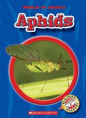 Aphids