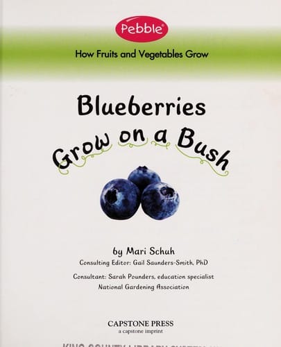 Blueberries grow on a bush