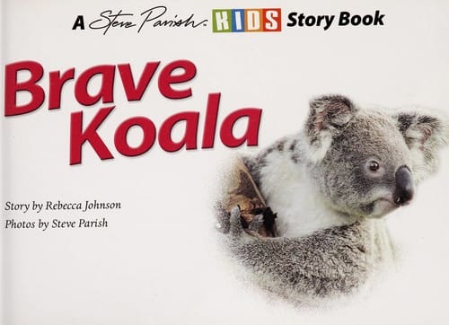 Brave koala