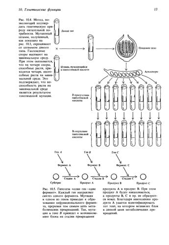 Sovremennaâ genetika