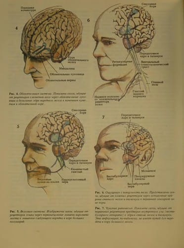 Mozg, razum i povedenie