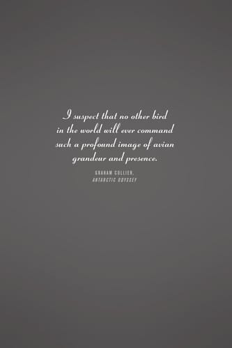 The albatross and the fish