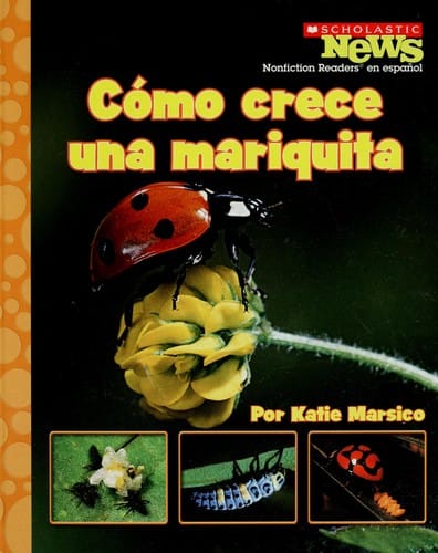 Cómo crece una mariquita