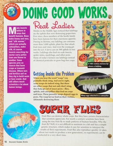 The Insect Files: Buzz (Discovery Channel School Science Collections)