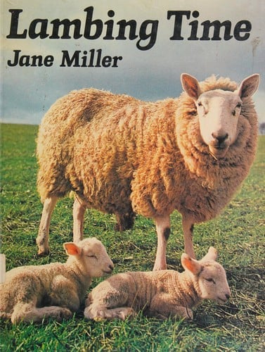Lambing time