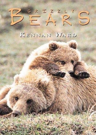 Bears Box Set (Boxed Cards series)