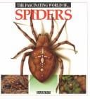The fascinating world of spiders