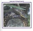 Anacondas