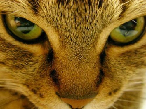 ThinkerTasks Activity Cards / Logical Lineup / Grades 3-6