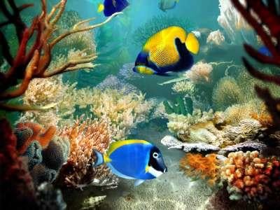 Tropical fish identifier.