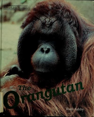The orangutan