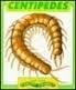 Centipedes