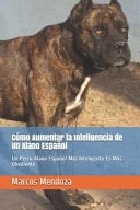 Cómo Aumentar la Inteligencia de Un Alano Español Un Perro Alano Español Más Inteligente Es Más Obediente