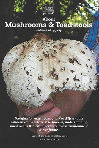 About Mushrooms & Toadstools Understanding Fungi