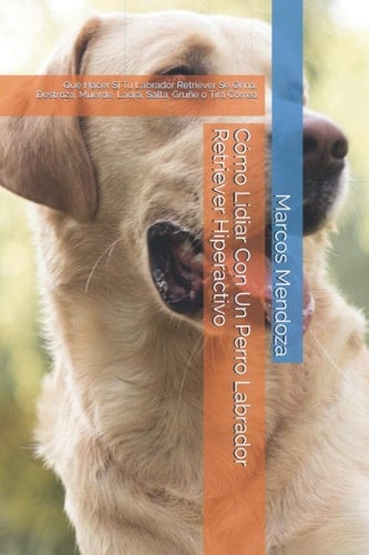 Cómo Lidiar Con Un Perro Labrador Retriever Hiperactivo Qué Hacer Si Tu Labrador Retriever Se Orina, Destroza, Muerde, Ladra, Salta, Gruñe o Tira Correa