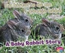 Baby Rabbit Story