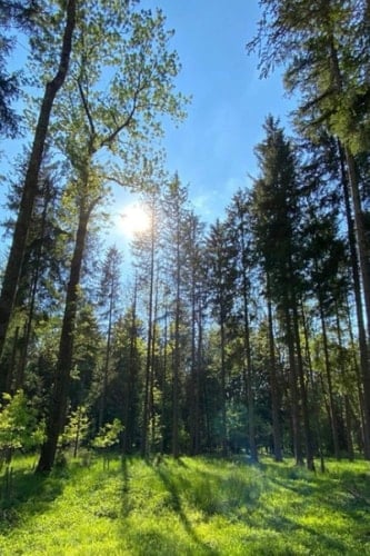 Notizbuch: Notizbuch Wald - Tolles liniertes Wald Notizbuch - 120 linierte Seiten um Fütterszeiten, Ideen und Gedanken festzuhalten | Wald, Baum, ... für Waldmenschen, Förster (German Edition)