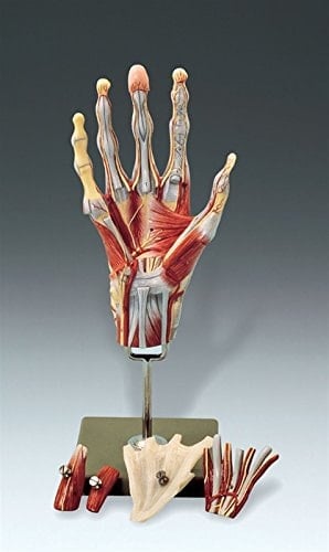 Muscles of the Hand Model