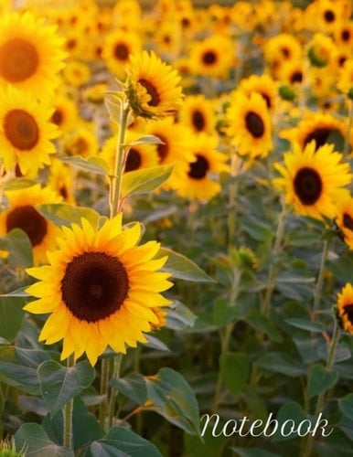 Notebook: Flowers - Sunflowers Composition Notebook- College Ruled 200 pages (100 sheets) - Large 8.5 x 11