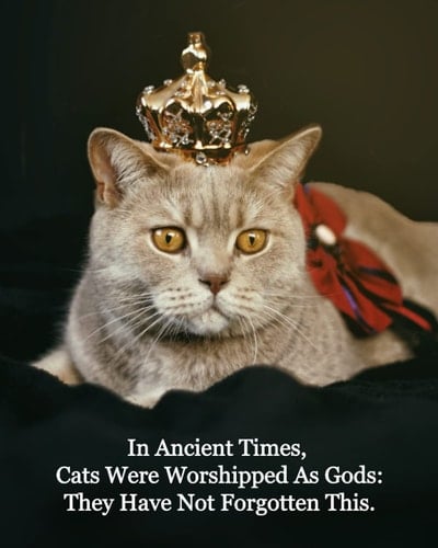 In Ancient Times, Cats Were Worshipped As Gods: They Have Not Forgotten This.: Cat Notebook, 8X10, 100 pages