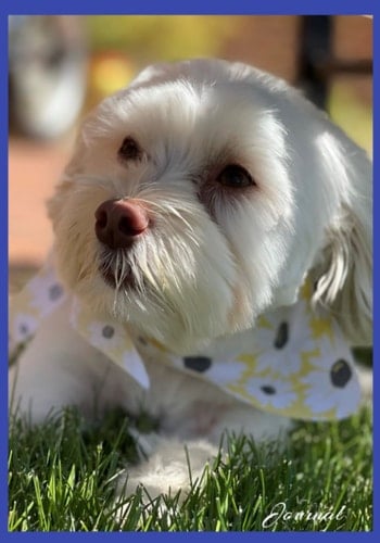 Never Fail Journal: Inspirational journal