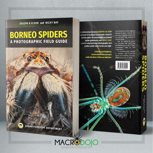 Borneo Spiders A Photographic Field Guide